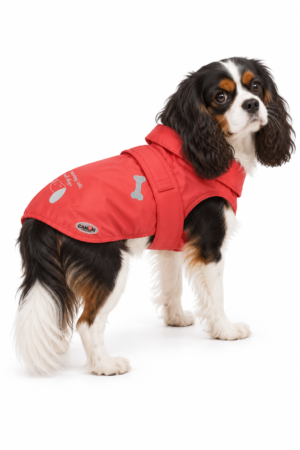 Cavalier King Charles con impermeabile rosso Camon Derry su sfondo bianco