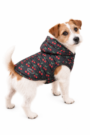 Jack Russell con giacca Camon Ibiza con fantasia ciliegie su sfondo bianco