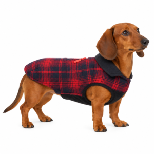 Bassotto con cappotto Camon Cambridge scozzese rosso e blu scuro su sfondo bianco