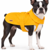 Boston Terrier con impermeabile giallo Camon Donald Sunny su sfondo bianco