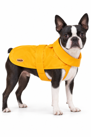 Boston Terrier con impermeabile giallo Camon Donald Sunny su sfondo bianco