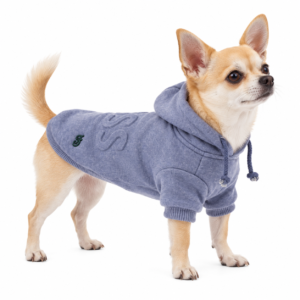 Chihuahua con felpa Camon Boss blu con cappuccio su sfondo bianco