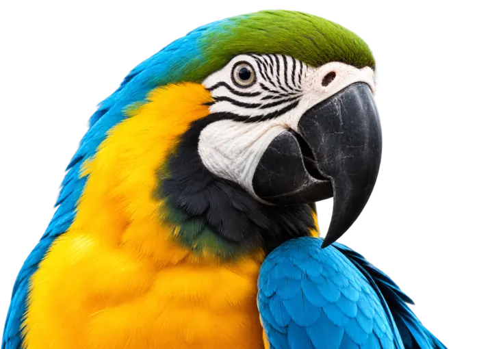 Ara