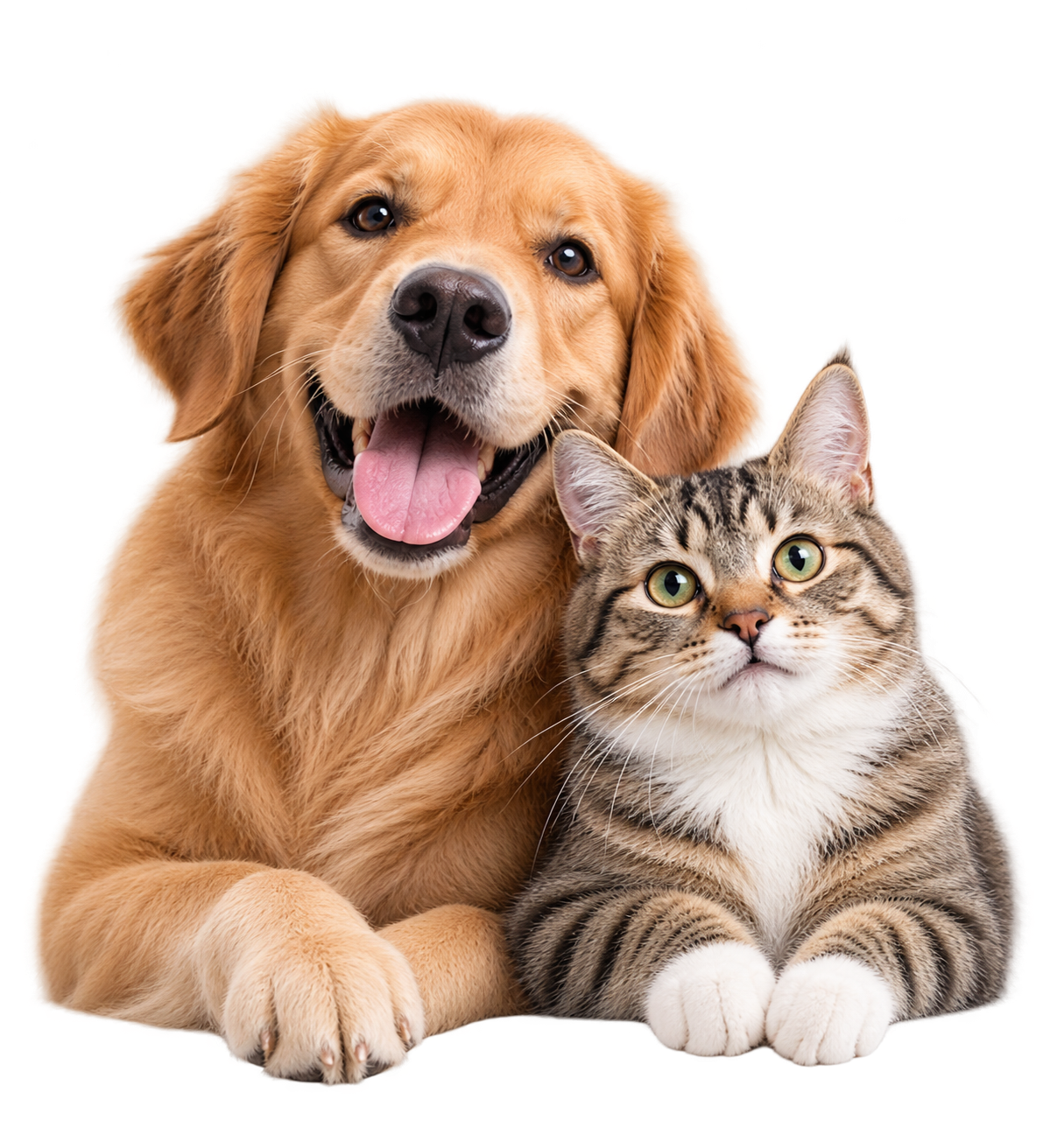 Un cane e un gatto, amici per sempre