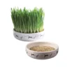 Erba gatta con ciotola in ceramica decorata con sagome di gatti