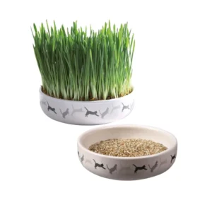 Erba gatta con ciotola in ceramica decorata con sagome di gatti