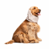 Copriorecchie e collo Liu Jo Pets Caramel indossato